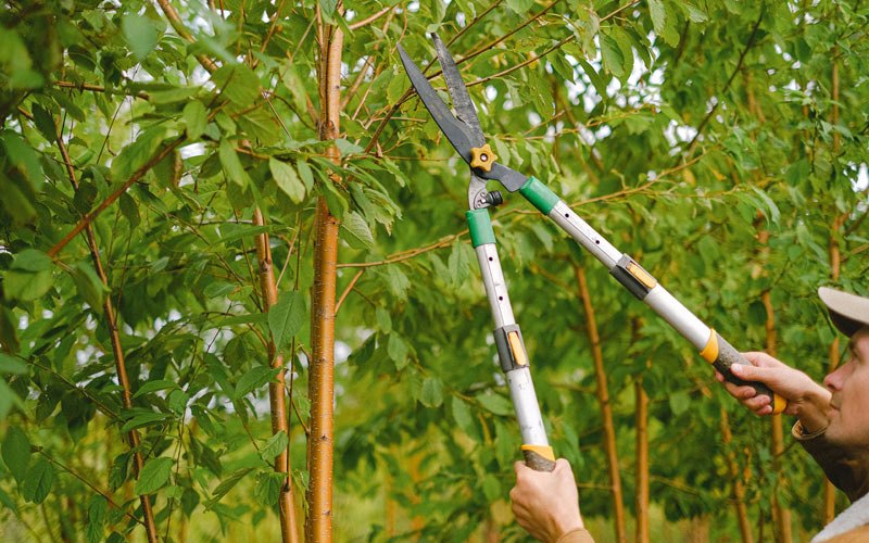 Tree trimming in Churubusco, IN